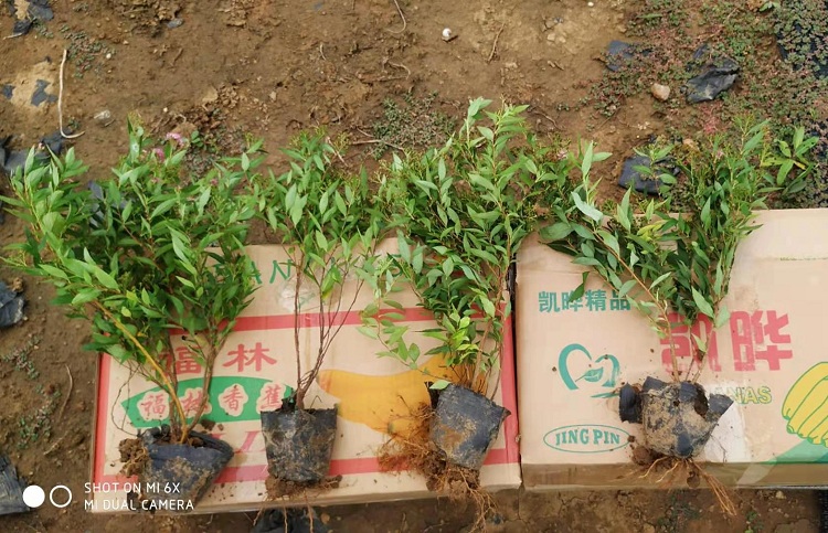 金焰绣线菊价格 金焰绣线菊批发 绣线菊基地