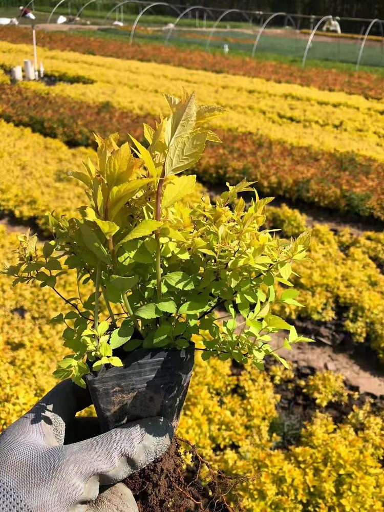 绣线菊价格 金山绣线菊苗