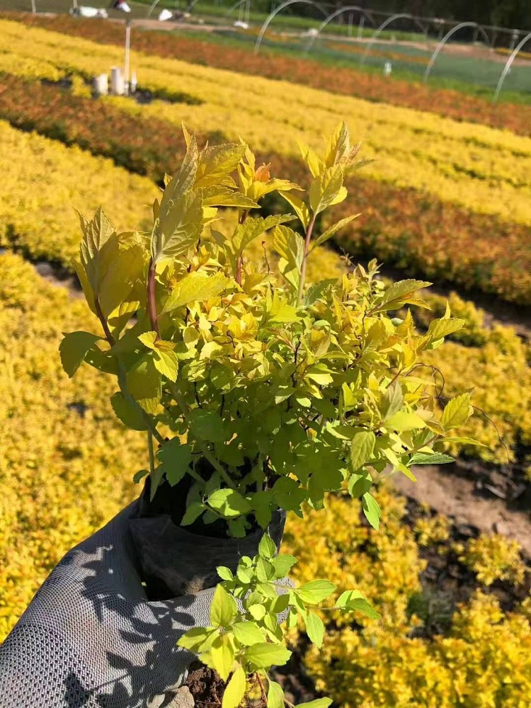 绣线菊批发 金山绣线菊杯苗价格