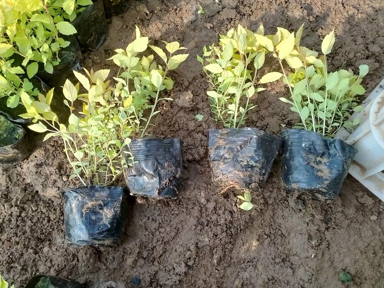 绣线菊 金山绣线菊价格 粉花绣线菊厂家
