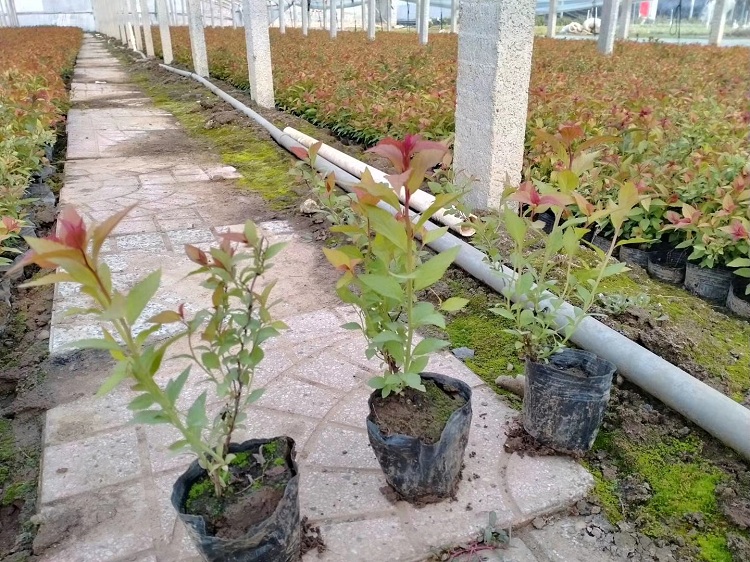 金焰绣线菊 金焰绣线菊批发厂家