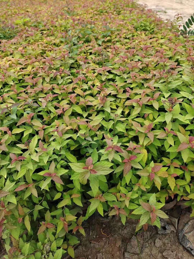 金焰绣线菊