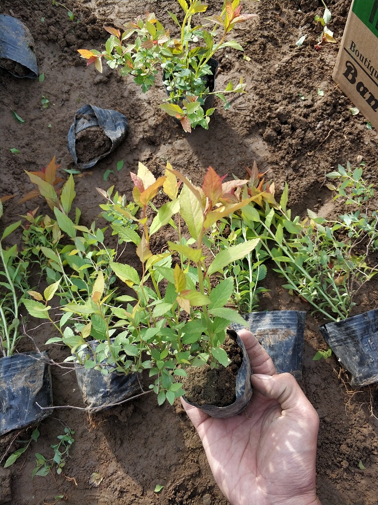 金焰绣线菊价格 顺和花卉 金焰绣线菊批发