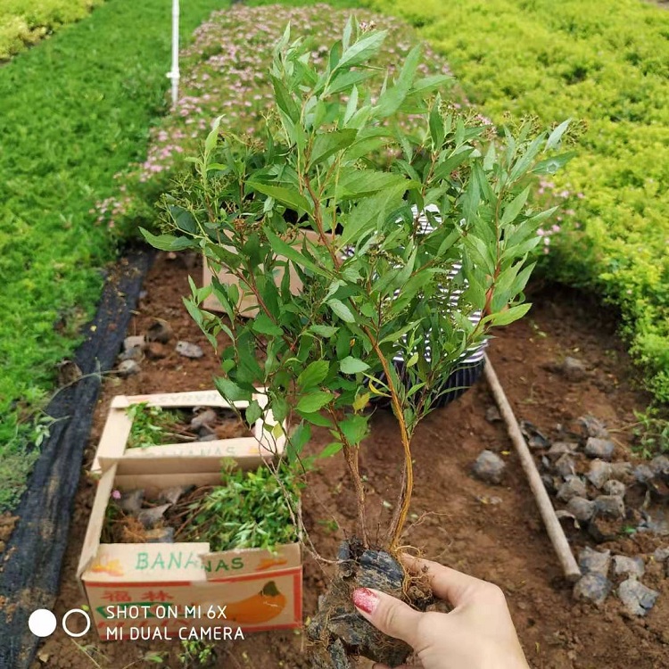 金焰绣线菊 粉花绣线菊