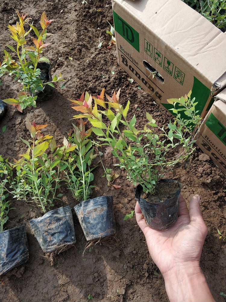 金焰绣线菊苗 盆栽金焰绣线菊 绣线菊基地