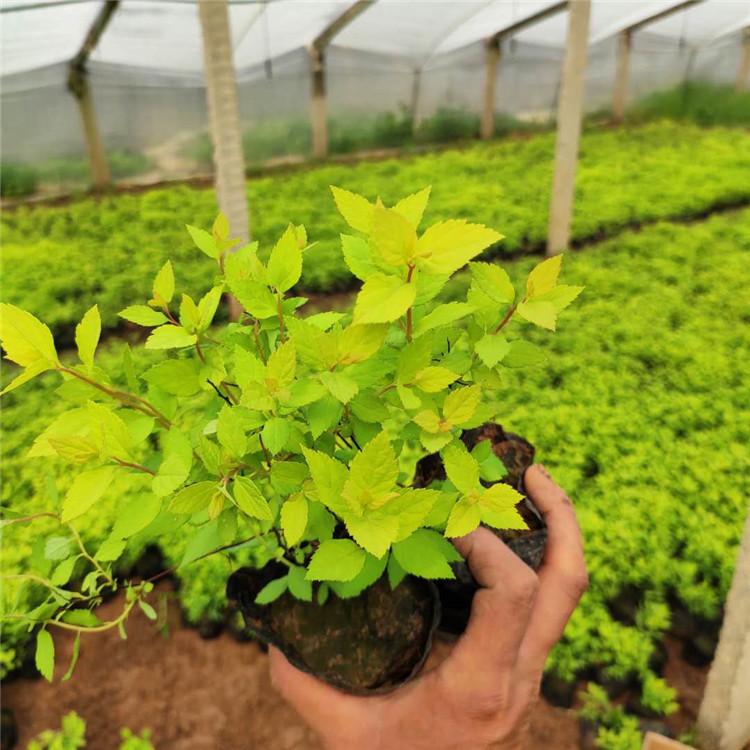 金山绣线菊批发