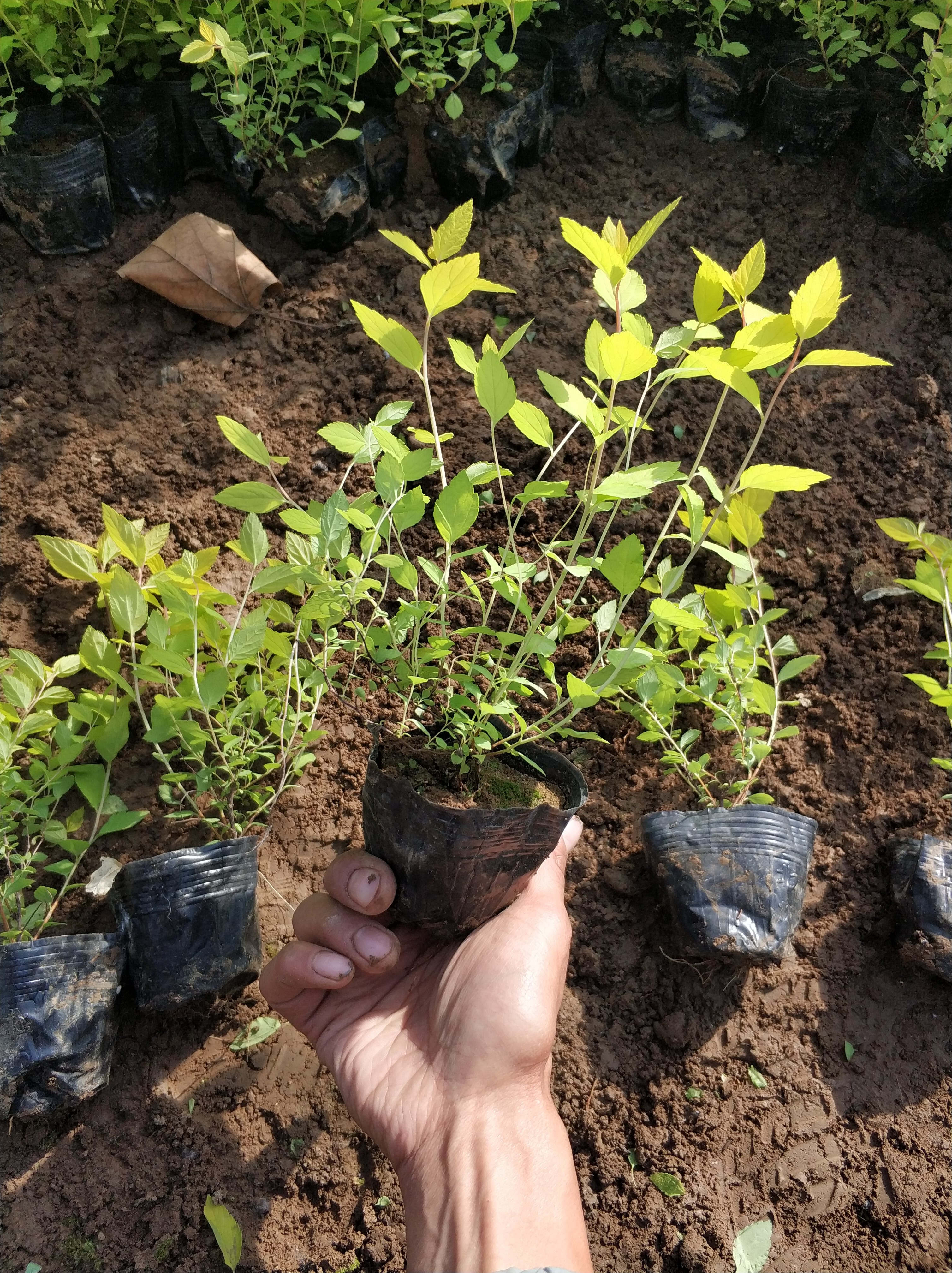 金山绣线菊批发商