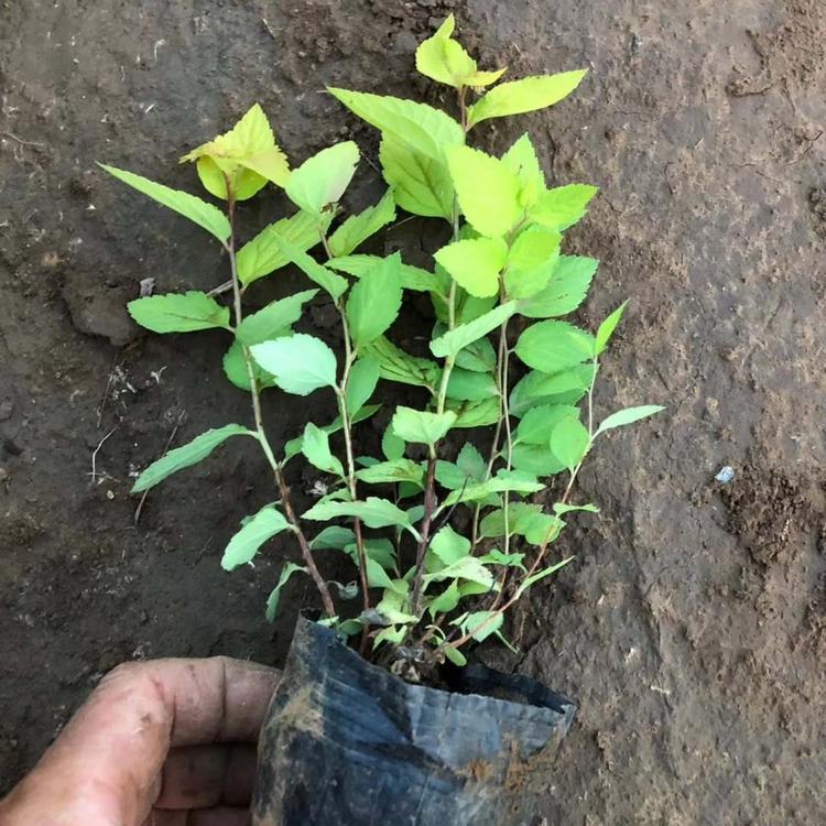 大冠幅金山绣线菊 绣线菊苗 顺和花卉