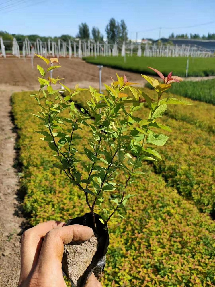 金焰绣线菊 顺和花卉 绣线菊