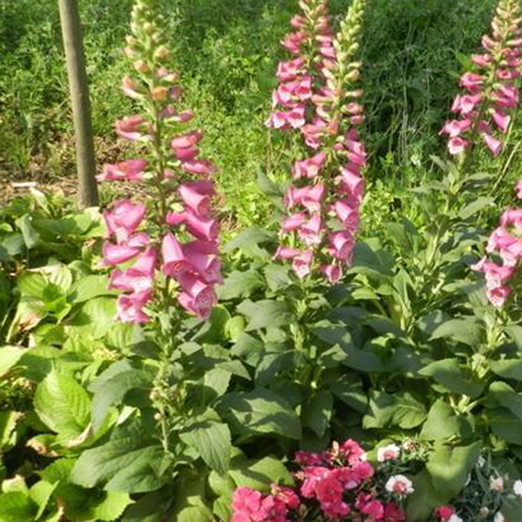 宿根草花种植基地 草花小苗 山东草花基地