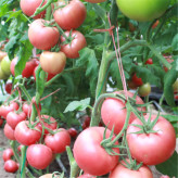 德莱528   供应番茄种子  蔬菜种子  西红柿种子  种子量大价优