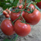 德莱316    连续座果能力好  西红柿种子  番茄种子 产量高  抗病毒  早春
