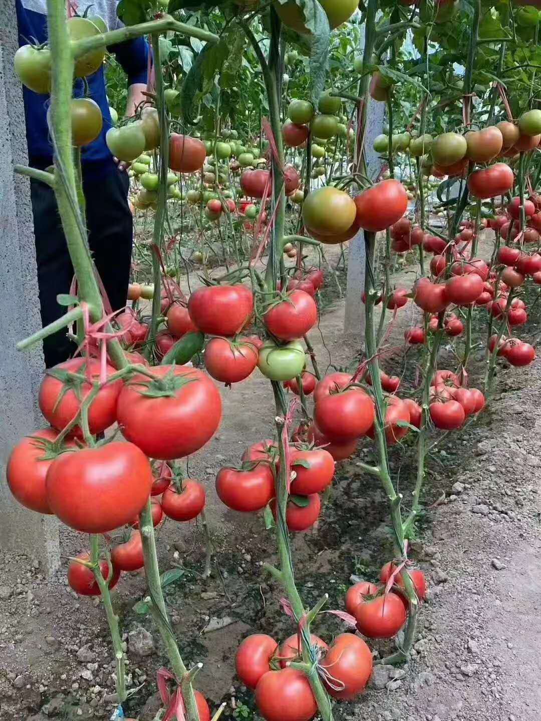 嫦娥一号  杂交种子  番茄种子   早春种植  西红柿种子  越冬