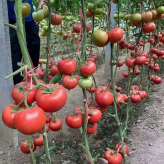 嫦娥一号  杂交种子  番茄种子   早春种植  西红柿种子  越冬
