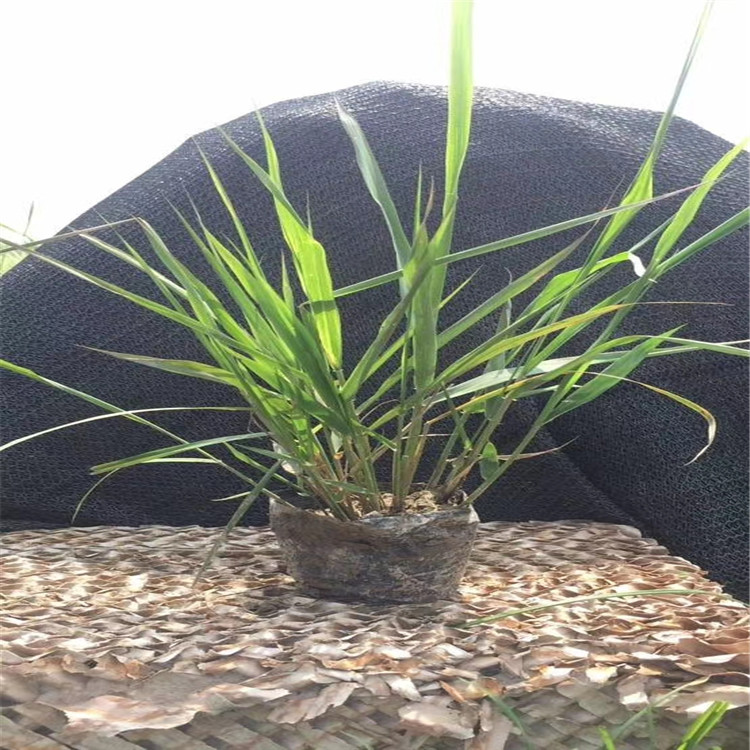 画眉草 江瑞花卉 画眉草价格