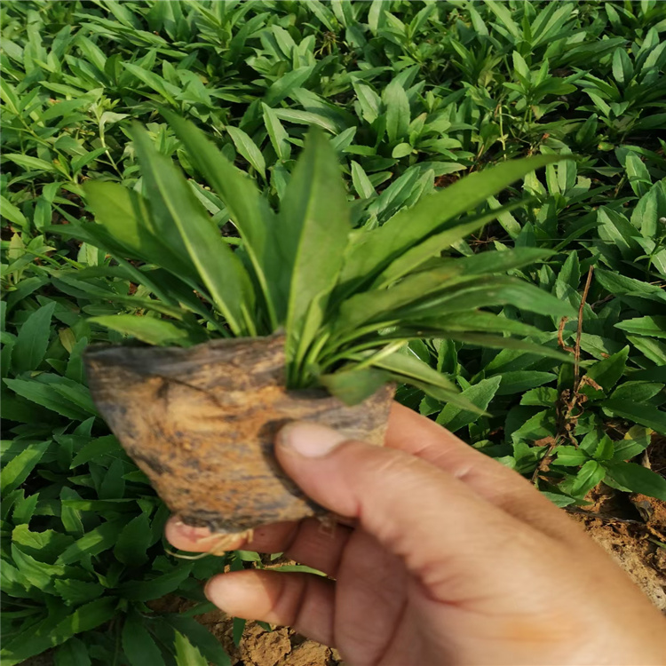 假龙头种植基地 假龙头报价 山东假龙头精选厂家 江瑞园艺