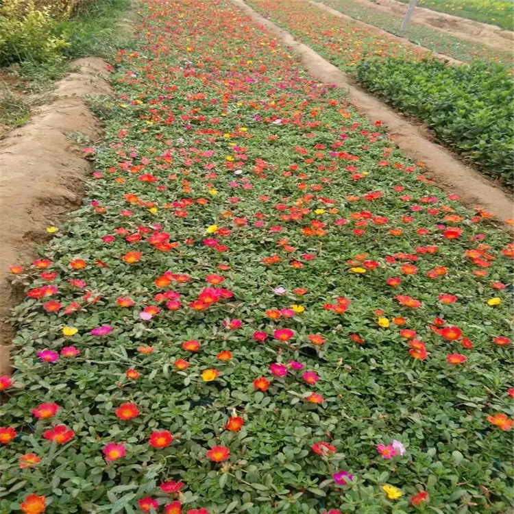 太阳花价格 江瑞园艺批发太阳花