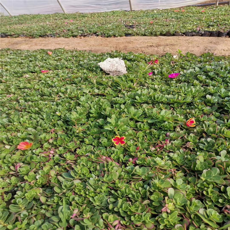 太阳花 太阳花价格 太阳花好种植 太阳花生产基地