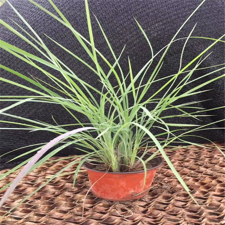 须芒草种苗种植基地 须芒草小苗价格 山东宿根多年生观赏草种植 江瑞园艺