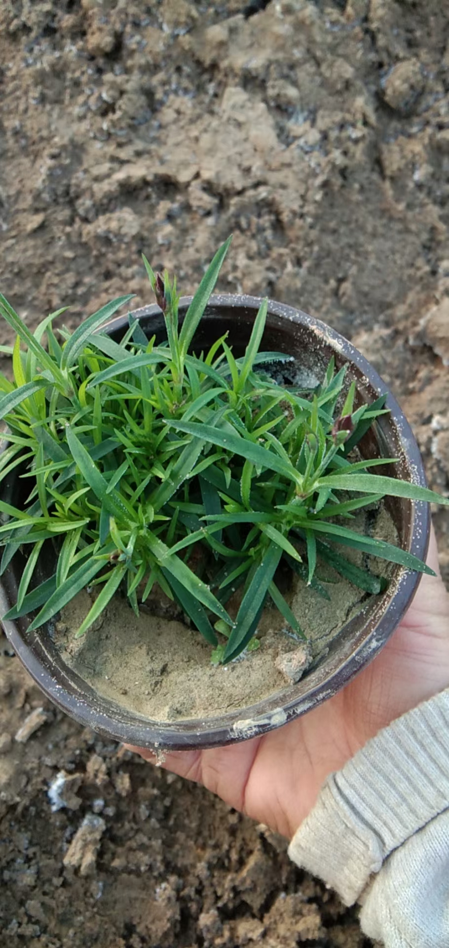 花海品种欧石竹  欧石竹小苗培育基地 