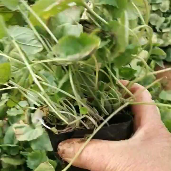 二月兰小苗批发  开春发货  移栽成活概率高 二月兰小苗价格 欢迎咨询冠森