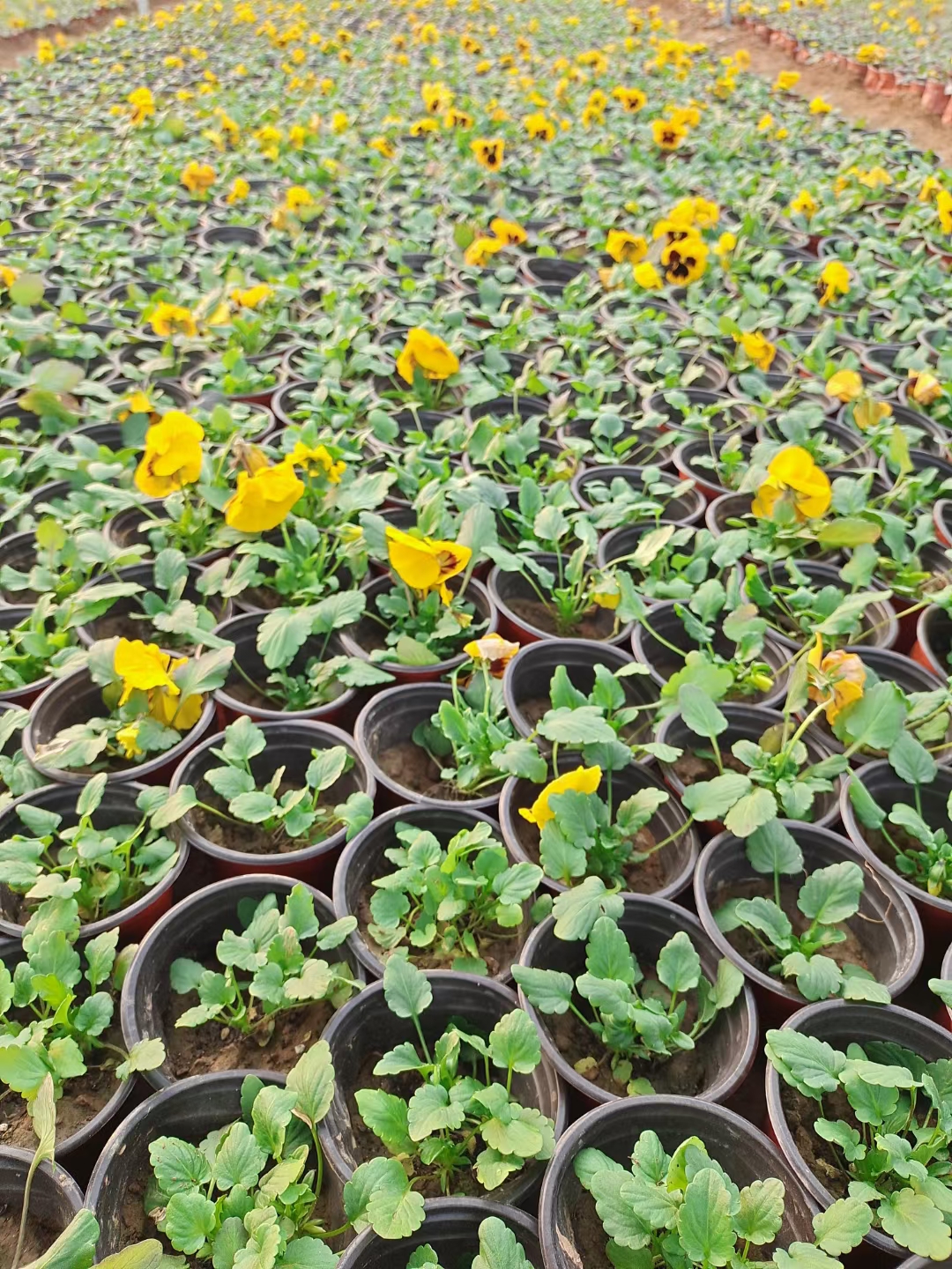 耐寒抗冻三色堇  景观花坛点缀 三色堇报价  三色堇小苗价格 基地直发