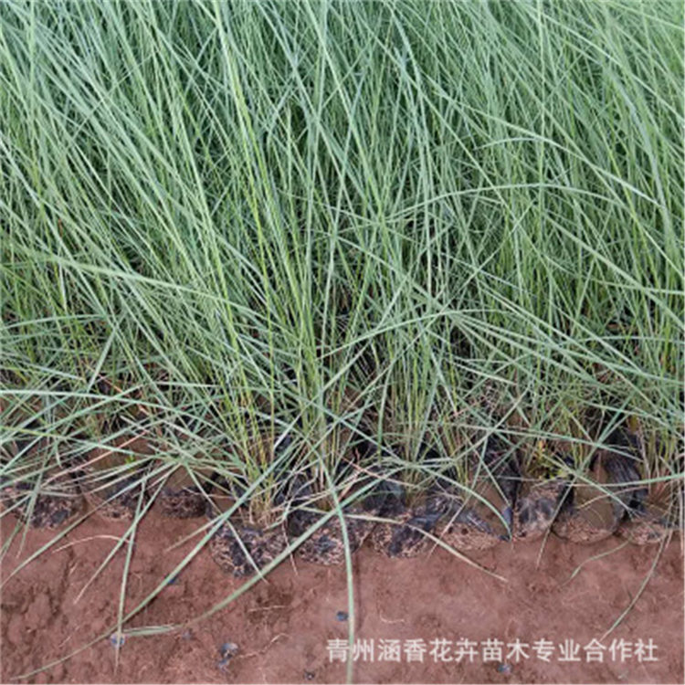 基地供应 直售粉黛乱子草 青州观赏花卉粉黛乱子草