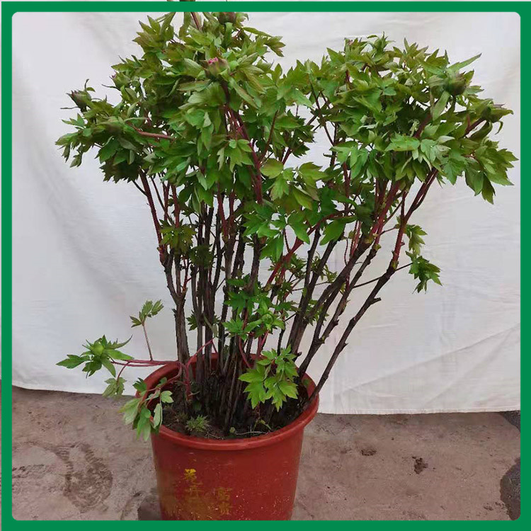 落叶灌木 牡丹花盆栽批发 喜阳光充足的环境 价格实惠