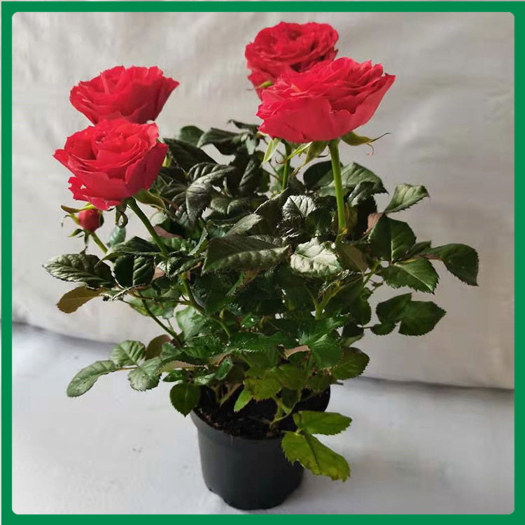 玫瑰花盆栽批发供应来锦帆花卉 喜阳光充足环境