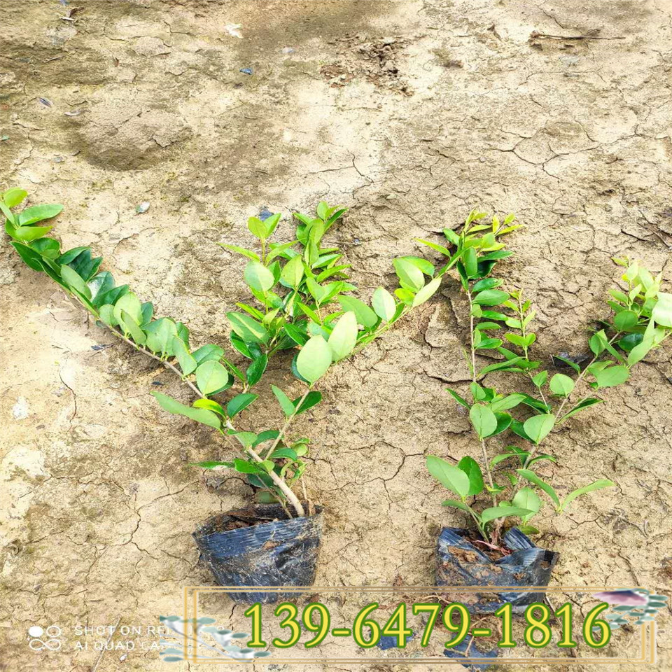 金森女贞地栽苗价格 金森女贞小苗 黄叶植物拼色拼图型