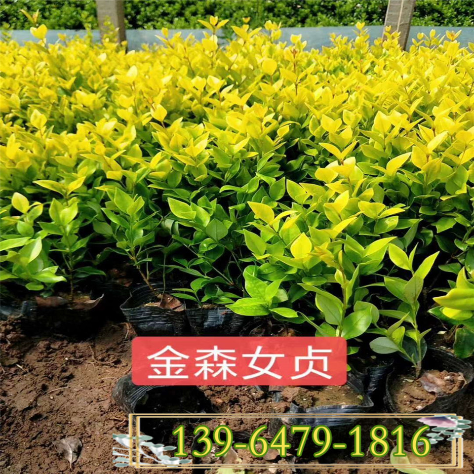苗圃供应金森女贞营养钵苗 25公分金森女贞盆苗批发 北方货源