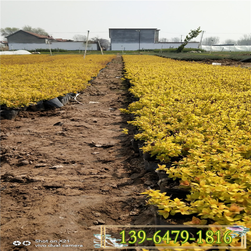 金焰绣线菊营养钵苗 青叶绣线菊小苗 20珍珠绣线菊量大价优