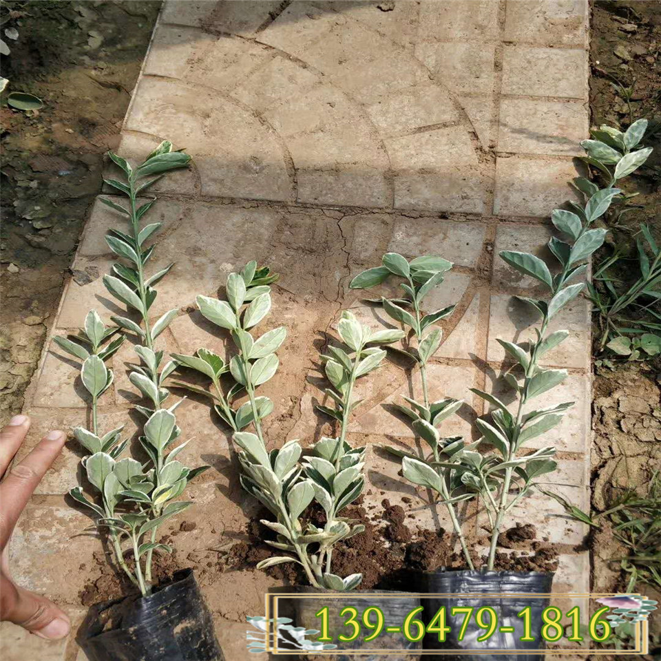金边黄杨地栽苗种植基地 根系好易成活 山东金冠黄杨工程绿化苗