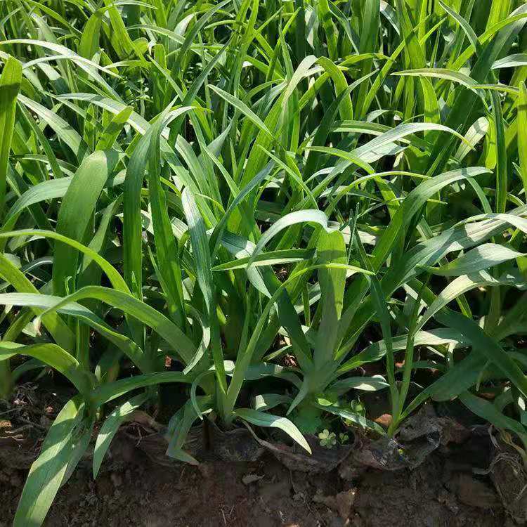 大花萱草杯苗价格 萱草种植厂家