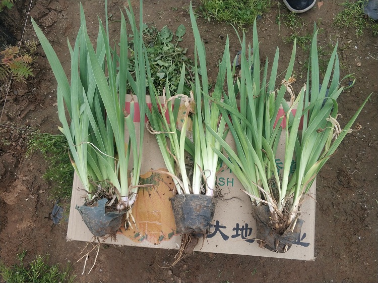 德国鸢尾苗批发价格 德国鸢尾