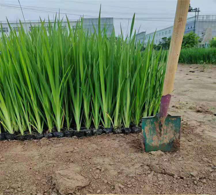 黄菖蒲供应商 【顺和】价格实惠 出售黄菖蒲