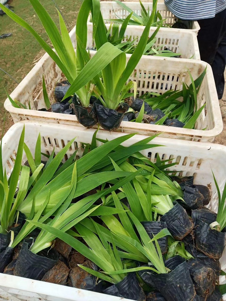 鸢尾批发