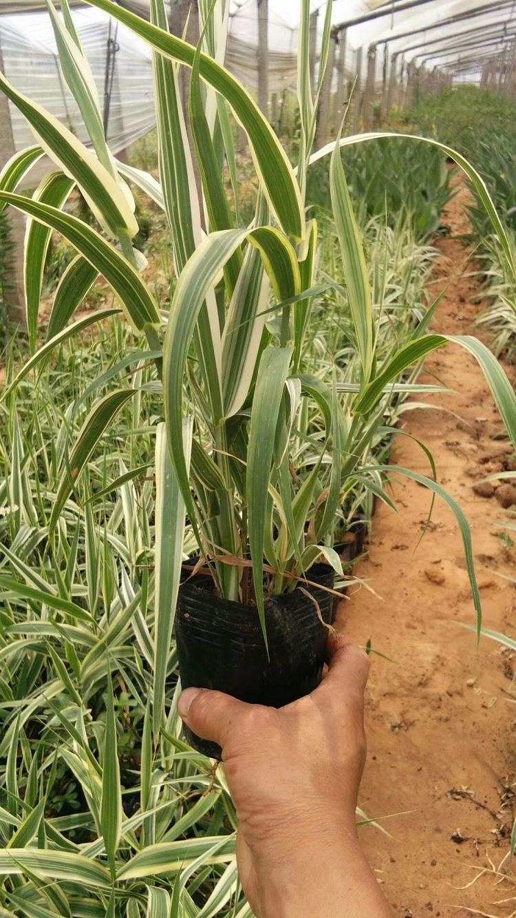 多芽花叶芦竹批发 花叶芦竹苗价格