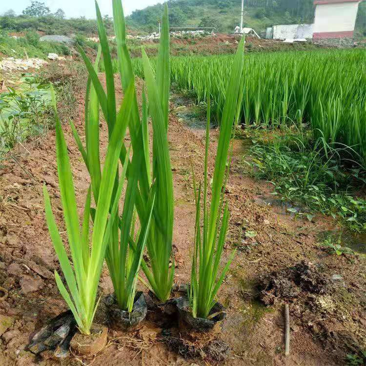 黄菖蒲苗价格  黄菖蒲批发 多年生黄菖蒲