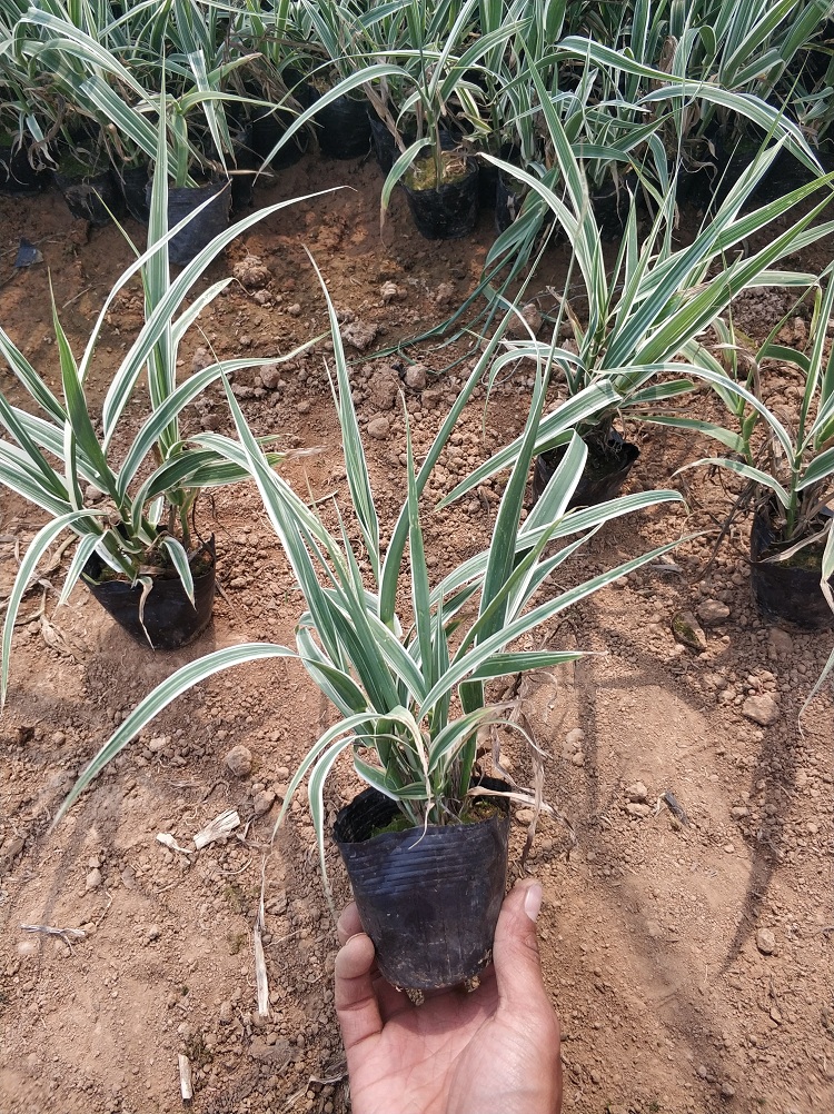 花叶芦竹苗 盆栽花叶芦竹 芦竹批发