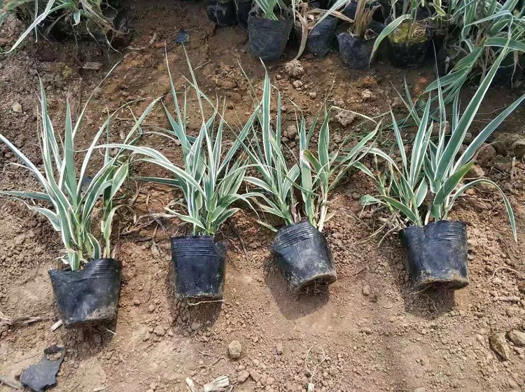 芦竹 花叶芦竹 花叶芦竹种植基地