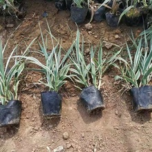 芦竹 花叶芦竹 花叶芦竹种植基地