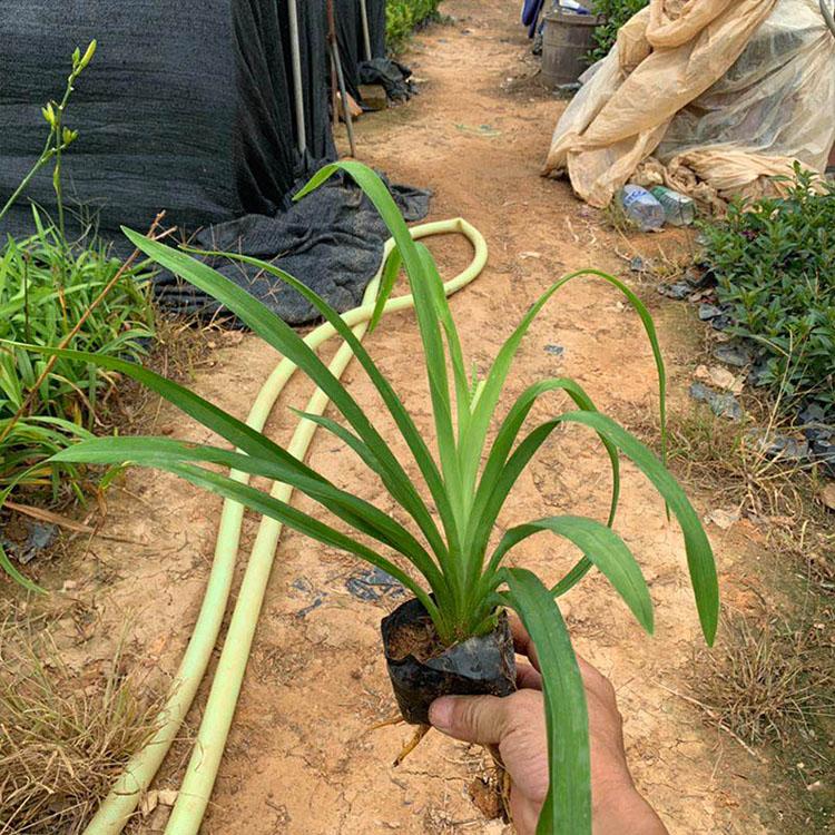 多芽大花萱草 营养钵萱草产地