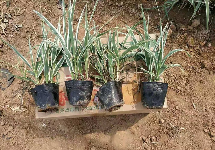 杯苗芦竹批发 花叶芦竹价格