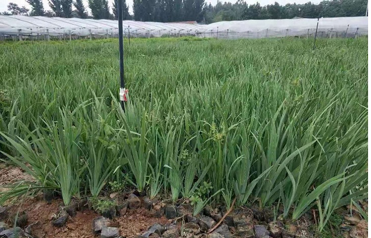 德国鸢尾苗 黄花鸢尾杯苗 鸢尾产地