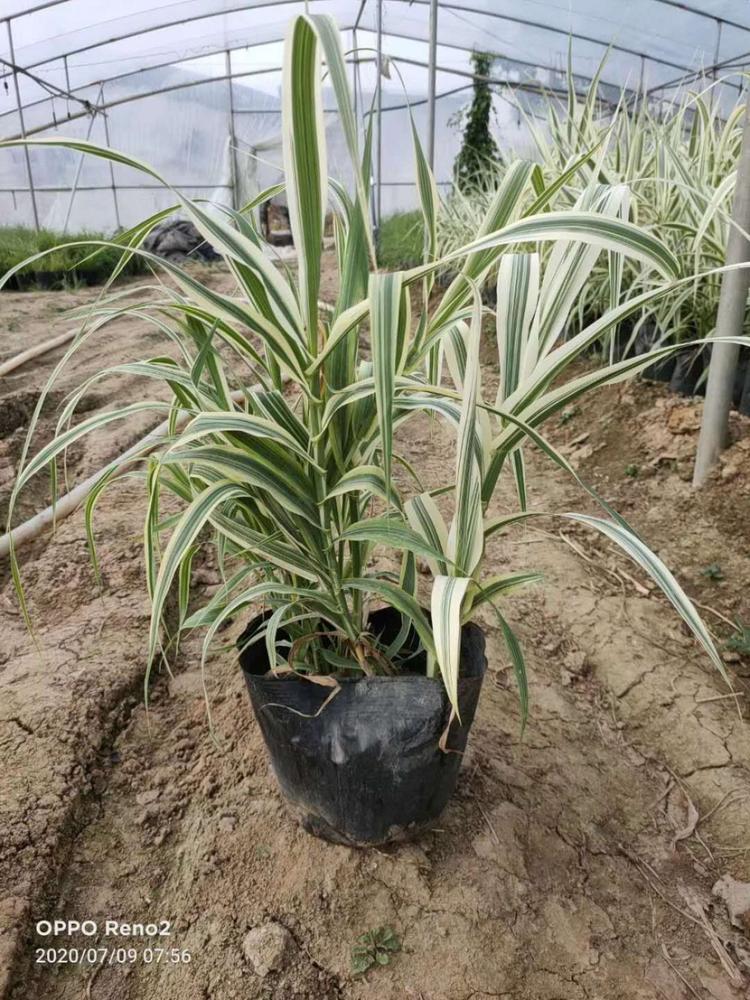 花叶芦竹杯苗 多芽花叶芦竹 芦竹基地