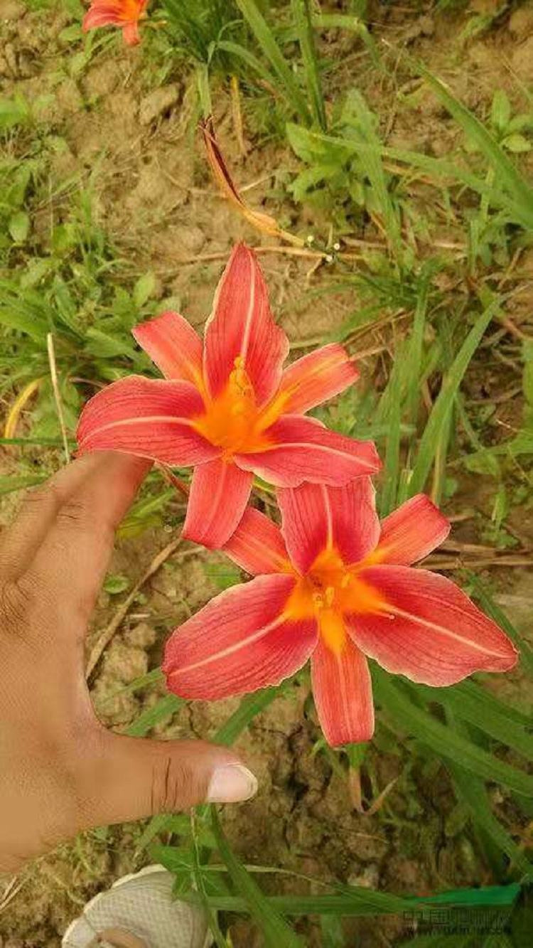 大花萱草 多芽萱草基地