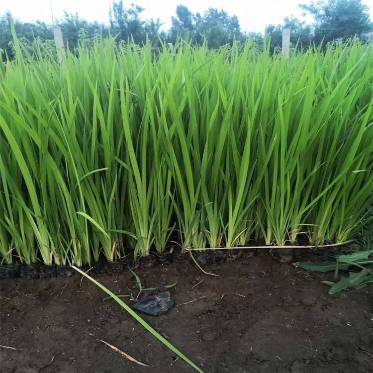 黄菖蒲价格 青州黄花鸢尾 基地推荐