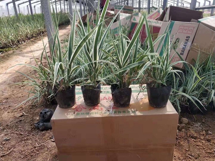 多芽花叶芦竹苗 花叶芦竹苗杯苗