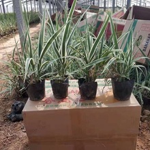 多芽花叶芦竹苗 花叶芦竹苗杯苗